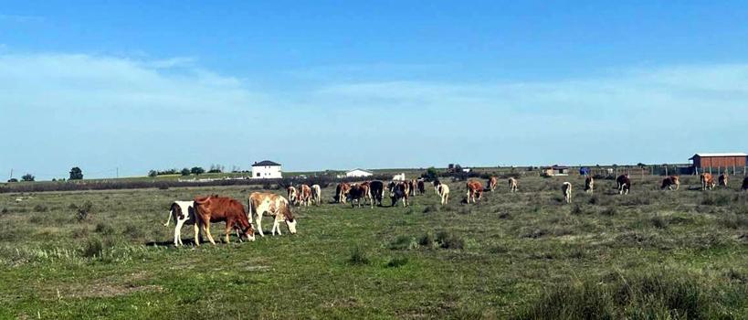 Tekirdağ'a kaçak getirilen 9 büyükbaş hayvan kesime gönderildi