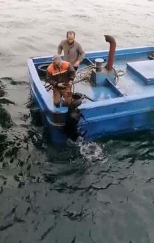 Çanakkale'de denize düşen köpek balıkçılar tarafından kurtarıldı