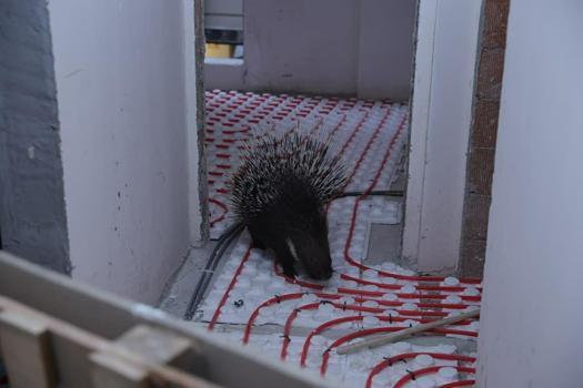 Nesli tehlike altında ola kirpi kurtarıldı