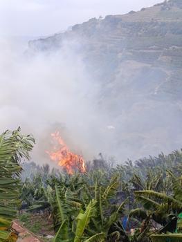 Muz bahçeleri ve makilik alan yandı