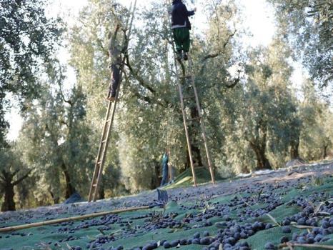 Mehmetçiğin kumanya zeytini, özel olarak seçilip laboratuvarda inceleniyor / Ek fotoğraflar