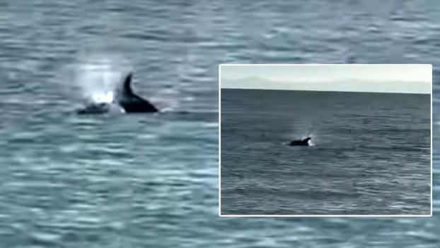 Saros’ta kıyıya yakın yüzen yunus görüntülendi