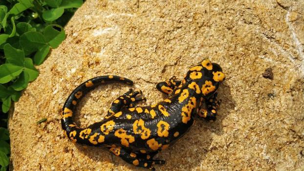 Erzincan'da ‘benekli semenderler’ görüntülendi