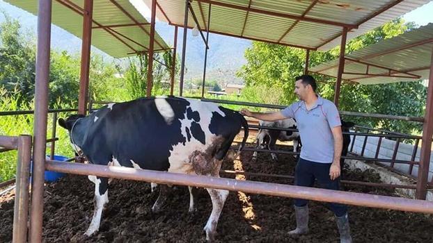 Muğla'da 11 mahalle şap hastalığı nedeniyle karantina alındı