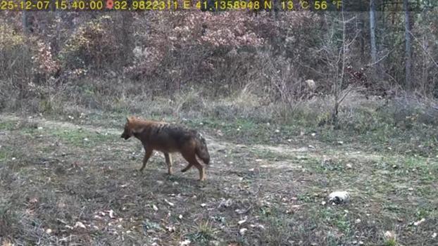 Ormanda dolaşan vaşak ile kurt fotokapana yansıdı