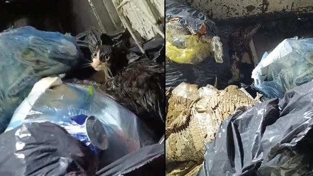 Konteyneri boşaltırken gördükleri ağzı bağlanmış poşetteki kediyi kurtardılar