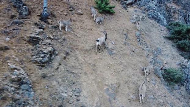 Tunceli'de yaban keçisi avlayanlara dron destekli operasyon