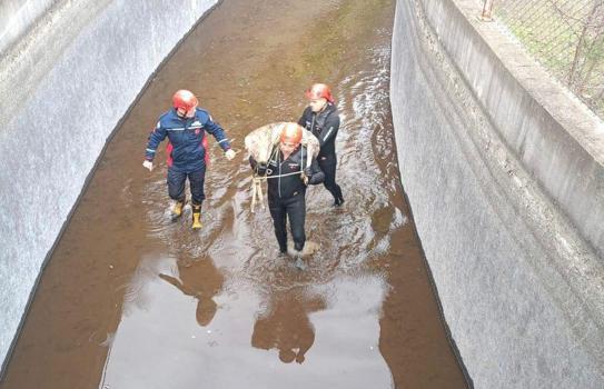 Su kanalına düşen karacayı, itfaiye kurtardı