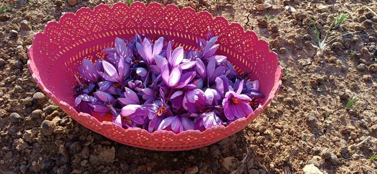 Batman’da fıstığa alternatif olarak ektiği safrandan yüksek verim aldı