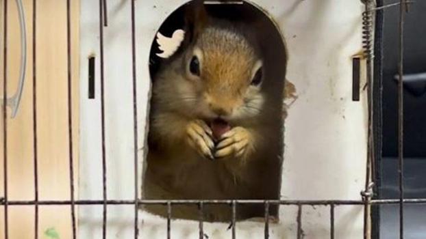 DKMP: İş yerinde tutulan sincaba el konuldu