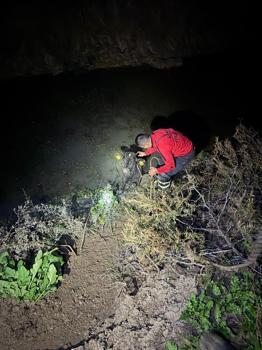 Sulama kanalına düşen buzağı kurtarıldı