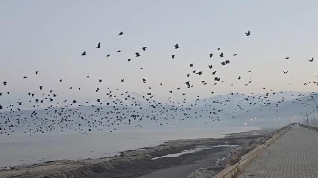 Bitlis'te gökyüzünde karga yoğunluğu kamerada