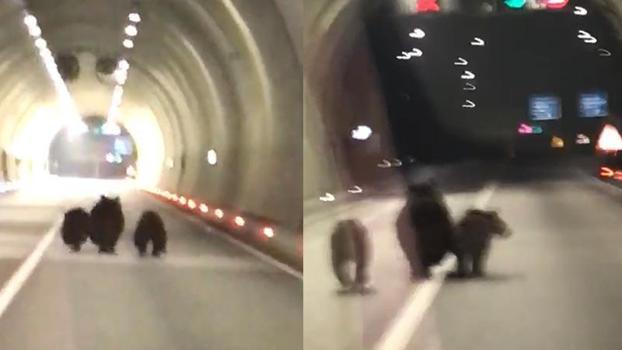 Tünele giren bozayı ile 2 yavrusu kamerada