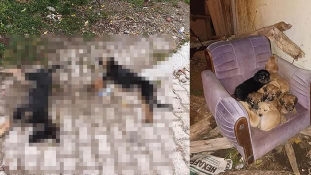 'Sahipsiz köpekler zehirlenerek öldürüldü' iddiası
