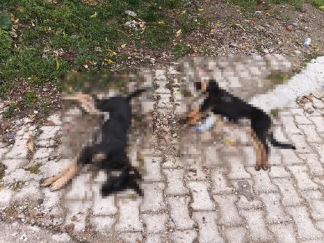 Sahipsiz köpek ölümlerine valilik incelemesi