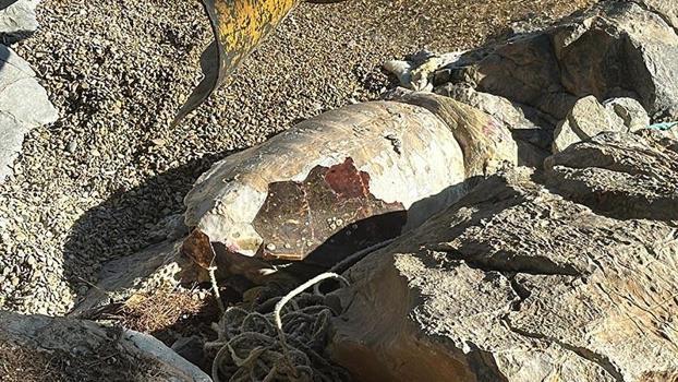 Bodrum'da ölü caretta caretta kıyıya vurdu