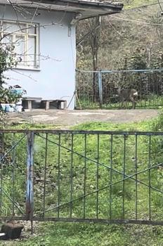 Öğrenci servisinin önünden gidip, korkuluklardan atlayan karaca kamerada