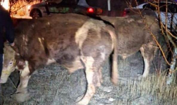 Ankara'da büyükbaş hayvan hırsızları tutuklandı