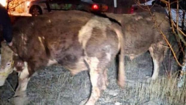 Ankara'da büyükbaş hayvan hırsızları tutuklandı