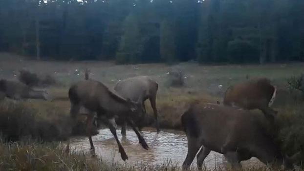 Kızıl geyiklerin su birikintisindeki görüntüleri fotokapana yansıdı