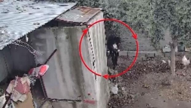 Osmaniye’de kümeslerden tavuk çalan şüpheli tutuklandı; hırsızlık anı kamerada