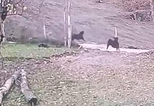 Ormandan inen kurt keçi sürüsüne saldırdı