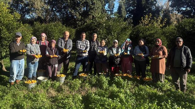 Bodrum mandalinası bahçede 15-20, manavlarda 100 liradan satılıyor