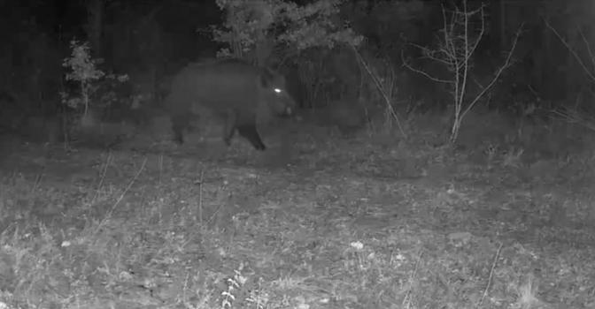 Karabük’te yaban hayatı fotokapana yansıdı