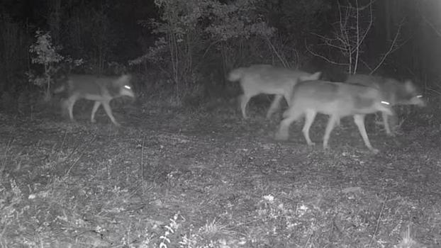 Karabük’te yaban hayatı fotokapana yansıdı