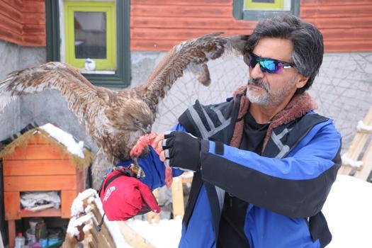 Tedavi edip doğaya bıraktığı kızıl şahin, aylar sonra geri döndü