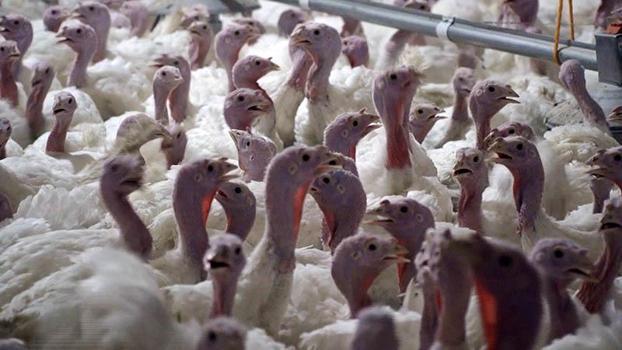 Yılbaşı hindisi 800 ile 1000 lira