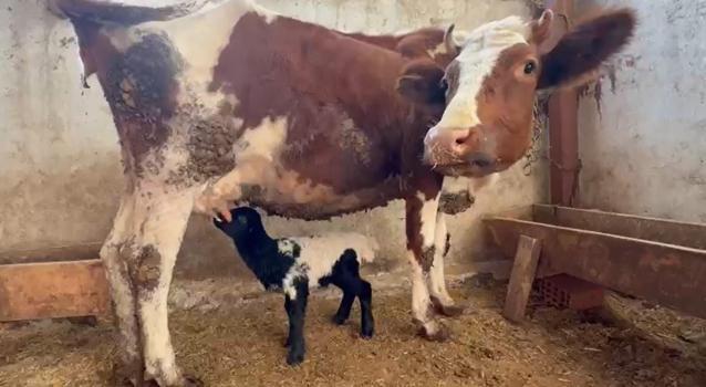 Tokat’ta annesi ölen kuzuyu inek emziriyor