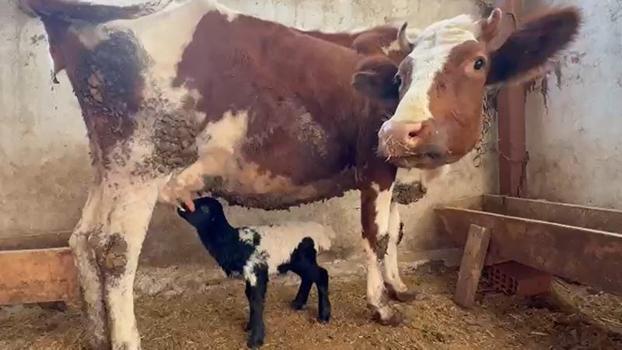 Tokat’ta annesi ölen kuzuyu inek emziriyor
