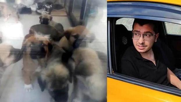 Doktora 'Köpekleri öldürmek' suçundan verilen cezanın gerekçesi açıklandı