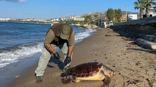 Kuşadası'nda 1 haftada 3 deniz kaplumbağası ölü bulundu