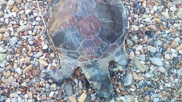 Bodrum'da kıyıya ölü caretta caretta vurdu