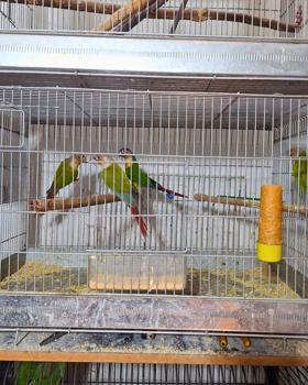 Antalya'da 24 papağan ele geçirildi