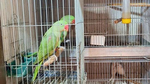 Antalya'da 24 papağan ele geçirildi