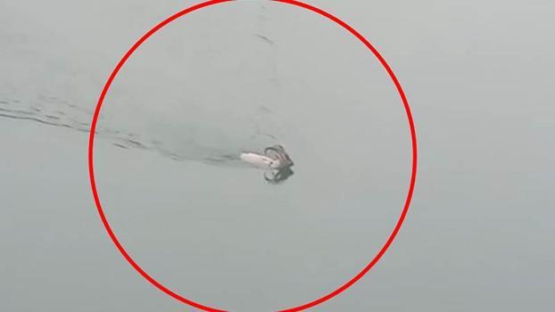 Dağ keçisi baraj gölünü yüzerek geçti; o anlar kamerada