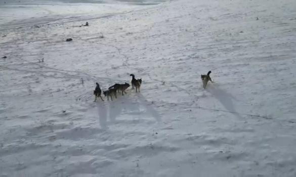 Doğada gezinen kurt sürüsü dron ile görüntülendi