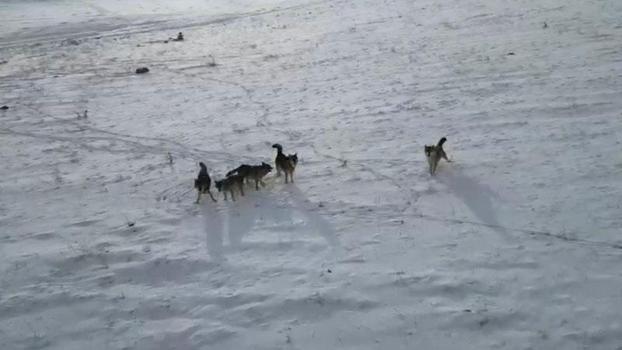 Doğada gezinen kurt sürüsü dron ile görüntülendi