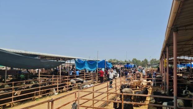 Kadirli'de canlı hayvan pazarı yeniden açıldı