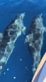 Muğla'da teknenin yanında yüzen yunus sürüsü kamerada