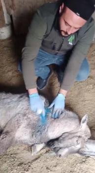 Yaralı yaban keçisi, tedavisinin ardından doğaya bırakıldı