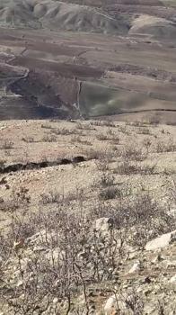 Gercüş’te domuz sürüsü görüntülendi