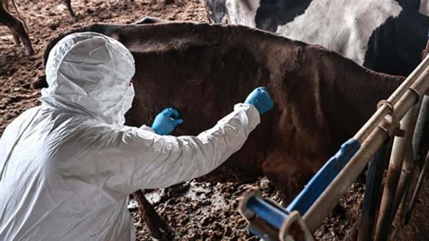 Bolu’da 1 aylık şap karantinası sona erdi