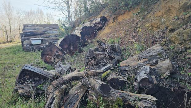 Kesilen 1183 yaşındaki porsuk ağacı, odun olmaktan kurtarıldı; İstanbul'da müzede sergilenecek