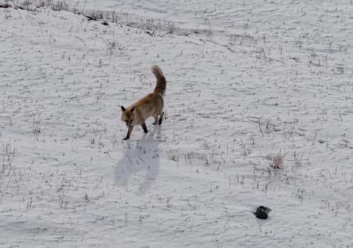 Dron sesinden tedirgin olan kızıl tilki, yuvasını terk etmedi
