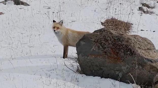 Dron sesinden tedirgin olan kızıl tilki, yuvasını terk etmedi