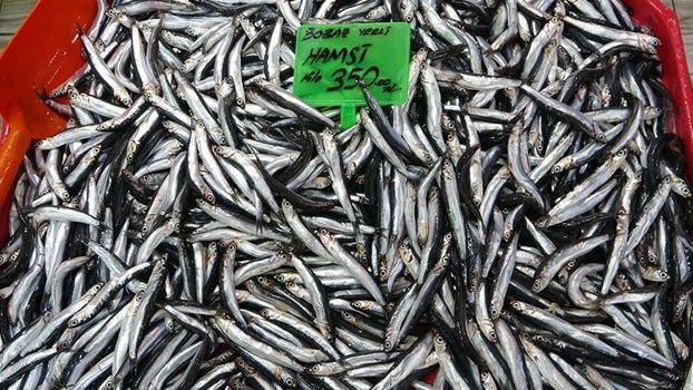Karadeniz'deki av baskısı hamsi popülasyonunu göçe zorladı